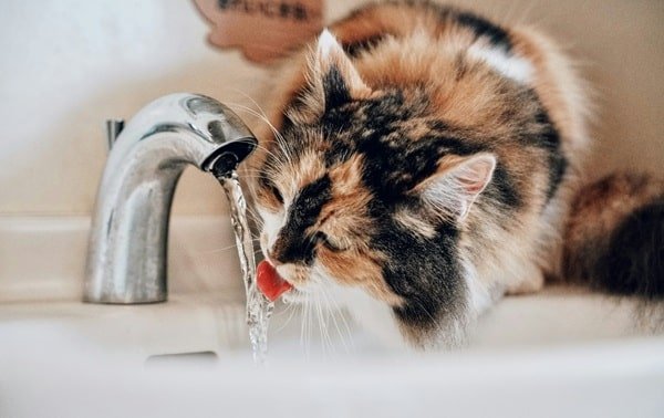 What to Look for in a Quality Cat Water Fountain
